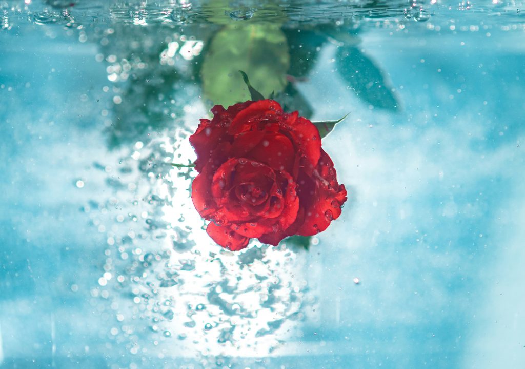 A red rose submerged in water