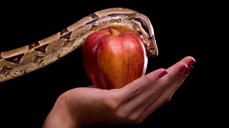 Woman's hand holding a red apple, with a snake reaching out to caress the top of the fruit.