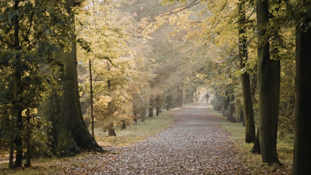 quiet forest path
