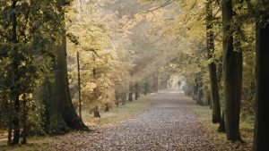 quiet forest path